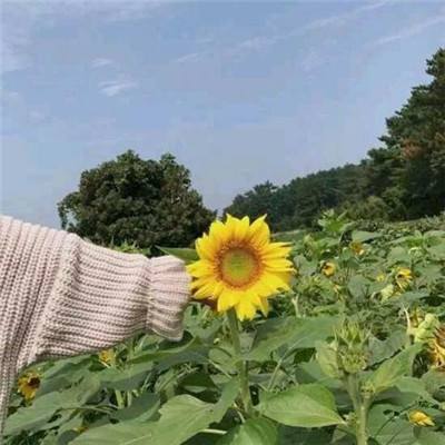 蚯蚓炼金术修改版下载